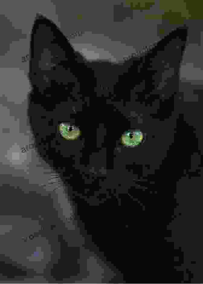 A Beautiful Black Cat With Green Eyes My Cat Sheena