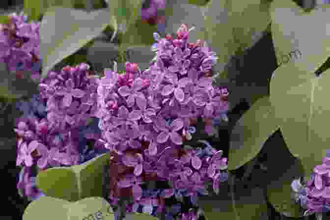 A Close Up Of A Lilac Flower With Vibrant Purple Petals Spring In Lilac Glen: (A Small Town Romance As Sweet As A Georgia Peach)