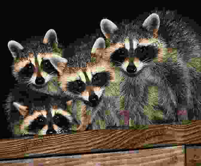 A Group Of Raccoons Huddled Together, Forming A Gang Raccoon Gangs Pigeons Gone Bad And Other Animal Adventures: A Wildlife Rehabber S Tale Of Birds And Beasts