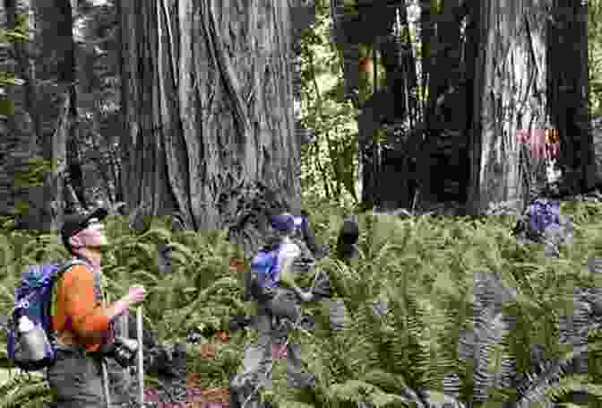 A Hiker Enjoying A Gentle Walk Through A Redwood Forest In Sonoma County Walking Softly: A Collection Of Mostly Gentle Walks In Sonoma County California