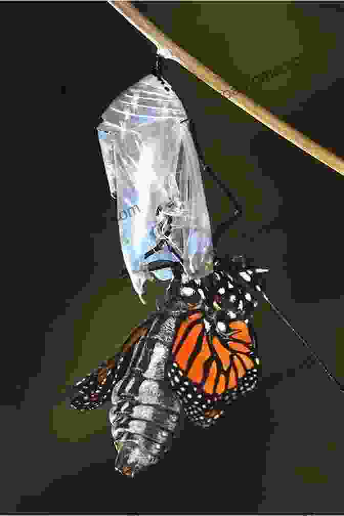 A Monarch Butterfly Emerging From Its Chrysalis, Its Wings Still Wet And Delicate The Amazing Monarch: The Secret Wintering Grounds Of An Endangered Butterfly