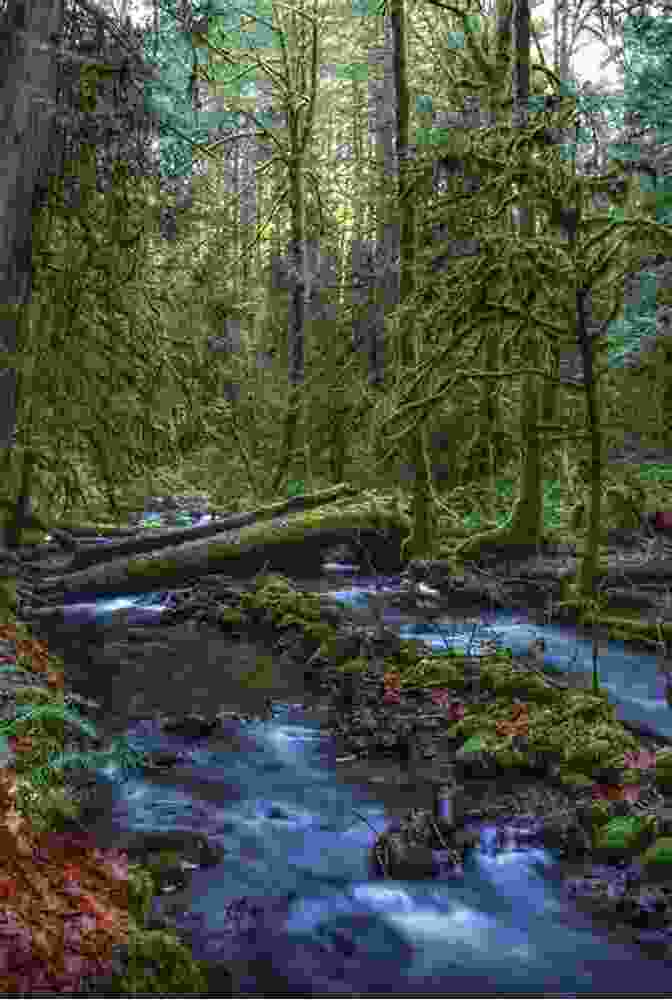 A Panoramic View Of A Lush Forest After A Thunderstorm, Showcasing The Rejuvenating Power Of Rain The Wonder Of Thunder: Lessons From A Thunderstorm