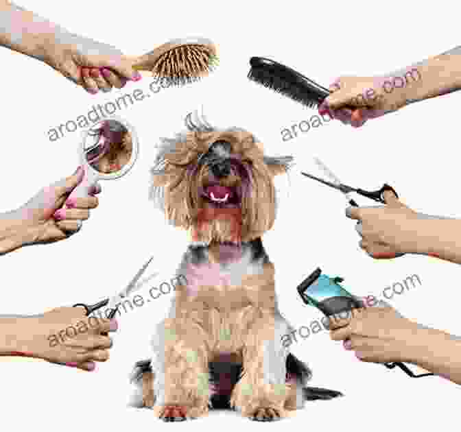 A Person Grooming A Dog Early Symptoms Of PARVO: Tips To Save Your Dog