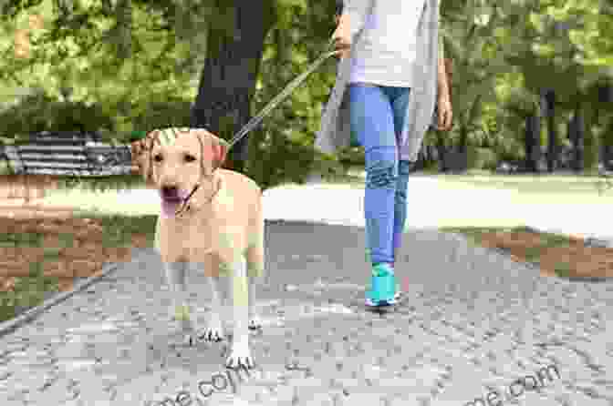 A Person Walking A Dog On A Leash Early Symptoms Of PARVO: Tips To Save Your Dog