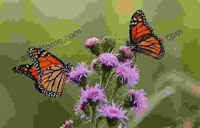 A Photograph Of A Deforested Area, With A Single Monarch Butterfly Perched On A Withered Branch The Amazing Monarch: The Secret Wintering Grounds Of An Endangered Butterfly