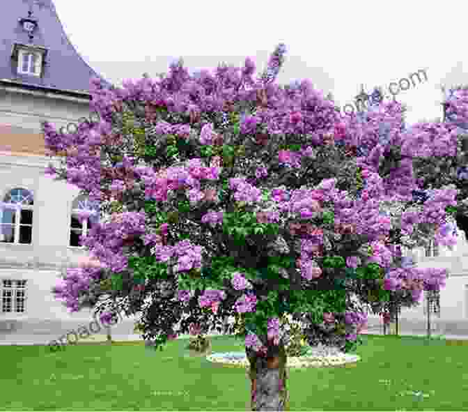 A Picturesque Landscape Of Blooming Lilac Trees With Rolling Hills In The Background Spring In Lilac Glen: (A Small Town Romance As Sweet As A Georgia Peach)