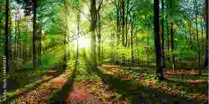 A Serene Image Of A Forest With Sunlight Filtering Through The Trees, Symbolizing The Connection With Nature Spirits Answering The Call Of The Elementals: Practices For Connecting With Nature Spirits