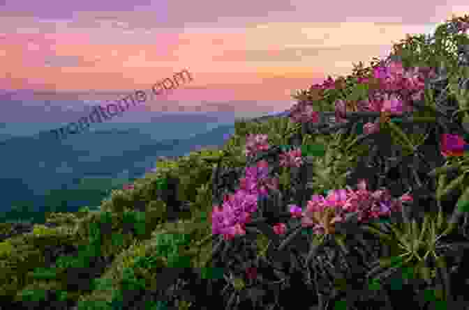 A Vibrant Display Of Wildflowers In The Appalachian Mountains. Mountains Of The Heart: A Natural History Of The Appalachians