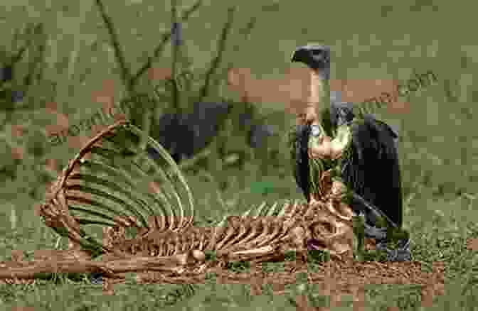 A Vulture Scavenging On A Carcass Scavengers: Short Encyclopedia Terry Crowdy