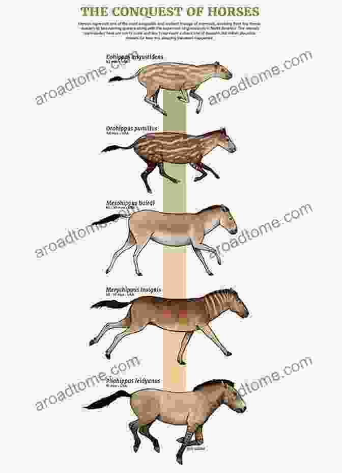 Ancient Conifer Tree Kingdom Of Plants: A Journey Through Their Evolution