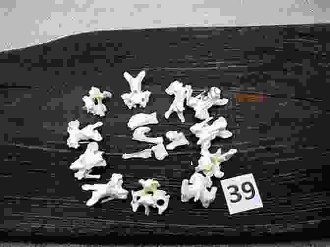 Animal Bones Used For Fortune Telling, Arranged On A Surface Divination Conjure Style: Reading Cards Throwing Bones And Other Forms Of Household Fortune Telling