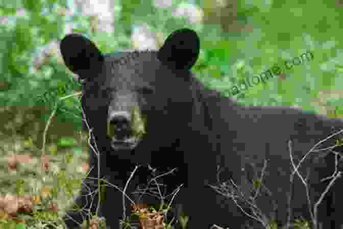 Black Bear In Western Pennsylvania Western Pennsylvania All Outdoors Atlas Field Guide