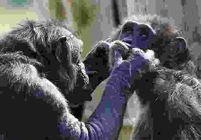 Chimpanzees Grooming Each Other, Demonstrating Their Complex Social Behavior Advances In The Study Of Behavior (ISSN 29)