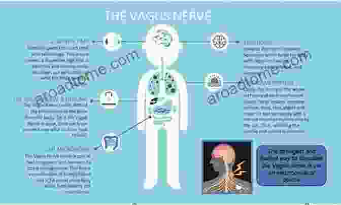 Diagram Illustrating The Impact Of Posture On Vagus Nerve Activation Mindful Yoga Based Acceptance And Commitment Therapy: Simple Postures And Practices To Help Clients Achieve Emotional Balance