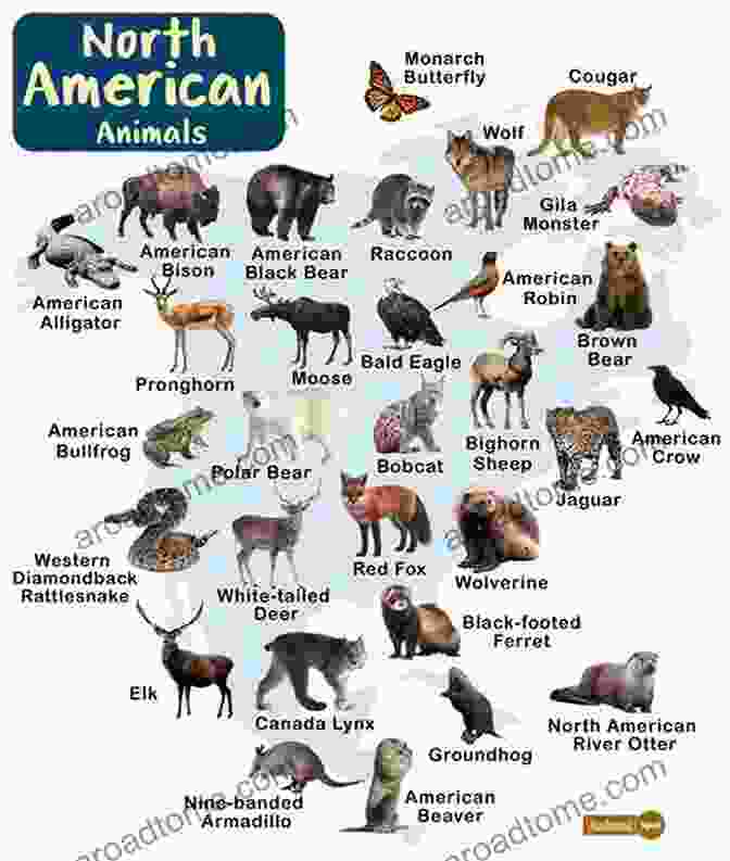 Diverse Species Of North American Mammals Comparative Osteology: A Laboratory And Field Guide Of Common North American Animals