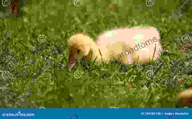 Ducklings Playing Together In A Meadow A Parade Of Ducklings: 1 2 3