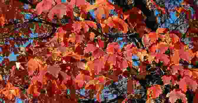 Fiery Autumn Foliage Along The Shonan Coastline, Creating A Vibrant Tapestry Of Colors. Beautiful Japanese Shonan Sky Full Color Picture