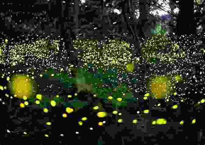 Fireflies Communicating Through Elaborate Light Displays Advances In The Study Of Behavior (ISSN 29)