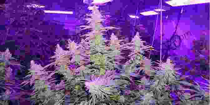 How to Grow Marijuana with LEDs