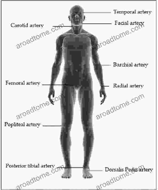 Image Depicting The Various Etiologies And Anatomical Locations Of Vascular Trauma. Clinical Review Of Vascular Trauma