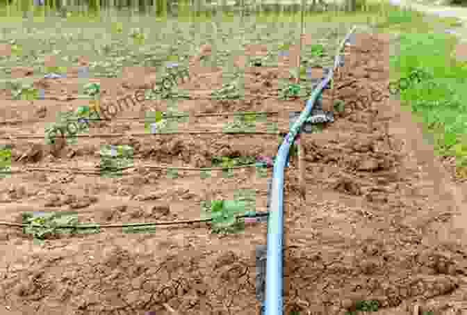 Image Of Drip Irrigation System In A Garden The First Time Gardener: Growing Plants And Flowers: All The Know How You Need To Plant And Tend Outdoor Areas Using Eco Friendly Methods (The First Time Gardener S Guides)