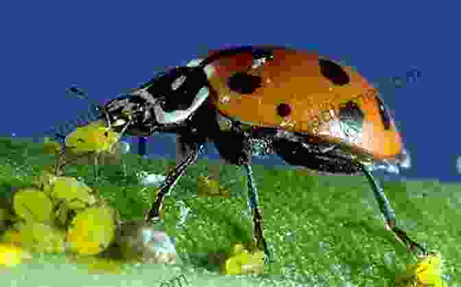 Image Of Ladybugs Feeding On Aphids The First Time Gardener: Growing Plants And Flowers: All The Know How You Need To Plant And Tend Outdoor Areas Using Eco Friendly Methods (The First Time Gardener S Guides)