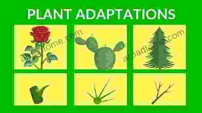 Plant Adaptations To Various Habitats Kingdom Of Plants: A Journey Through Their Evolution