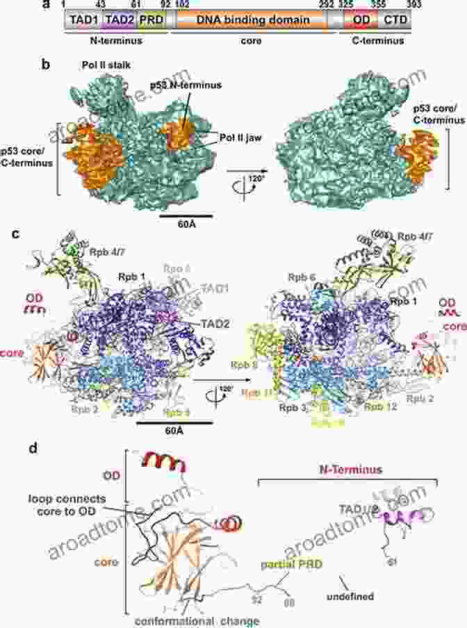 Structure Of The P53 Protein P53: The Gene That Cracked The Cancer Code