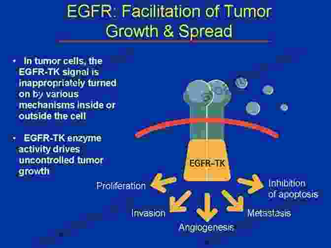 The Epidermal Growth Factor Receptor EGFR In Lung Cancer The Epidermal Growth Factor Receptor (EGRF) In Lung Cancer