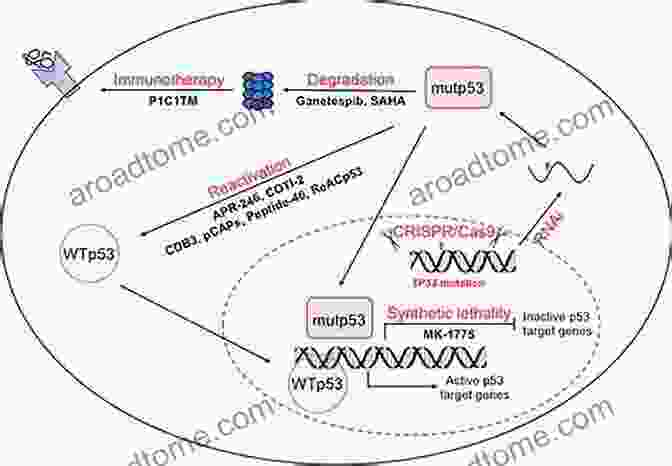 Types Of P53 Mutations P53: The Gene That Cracked The Cancer Code